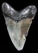 Serrated Megalodon Tooth - South Carolina #47265-1